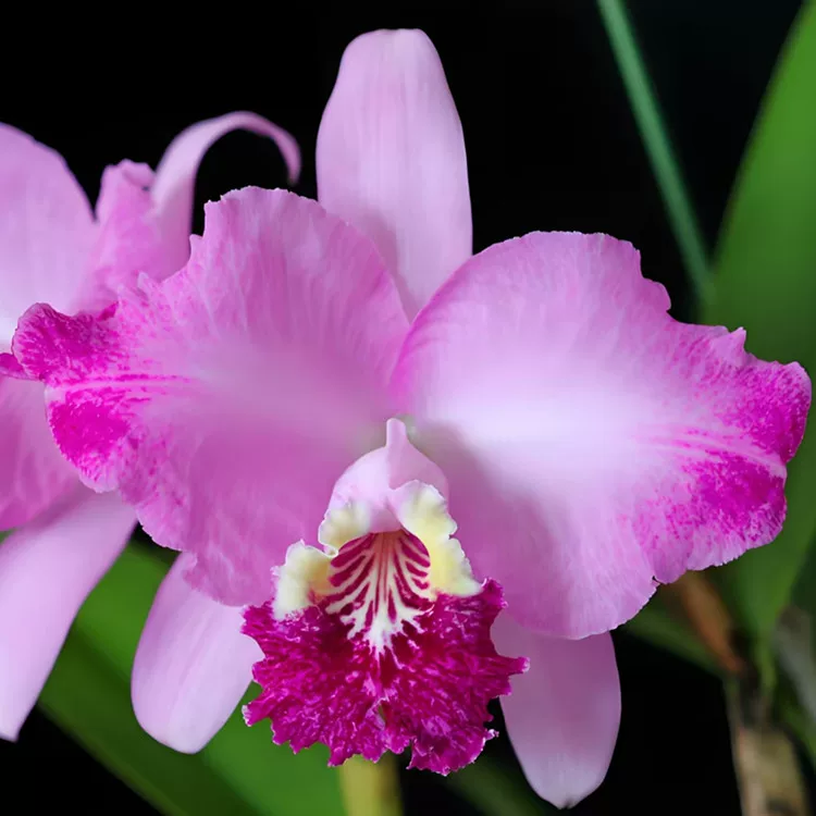 卡特兰现货Luddmanniana fma flamea x sib('ken x k,s')火焰路德