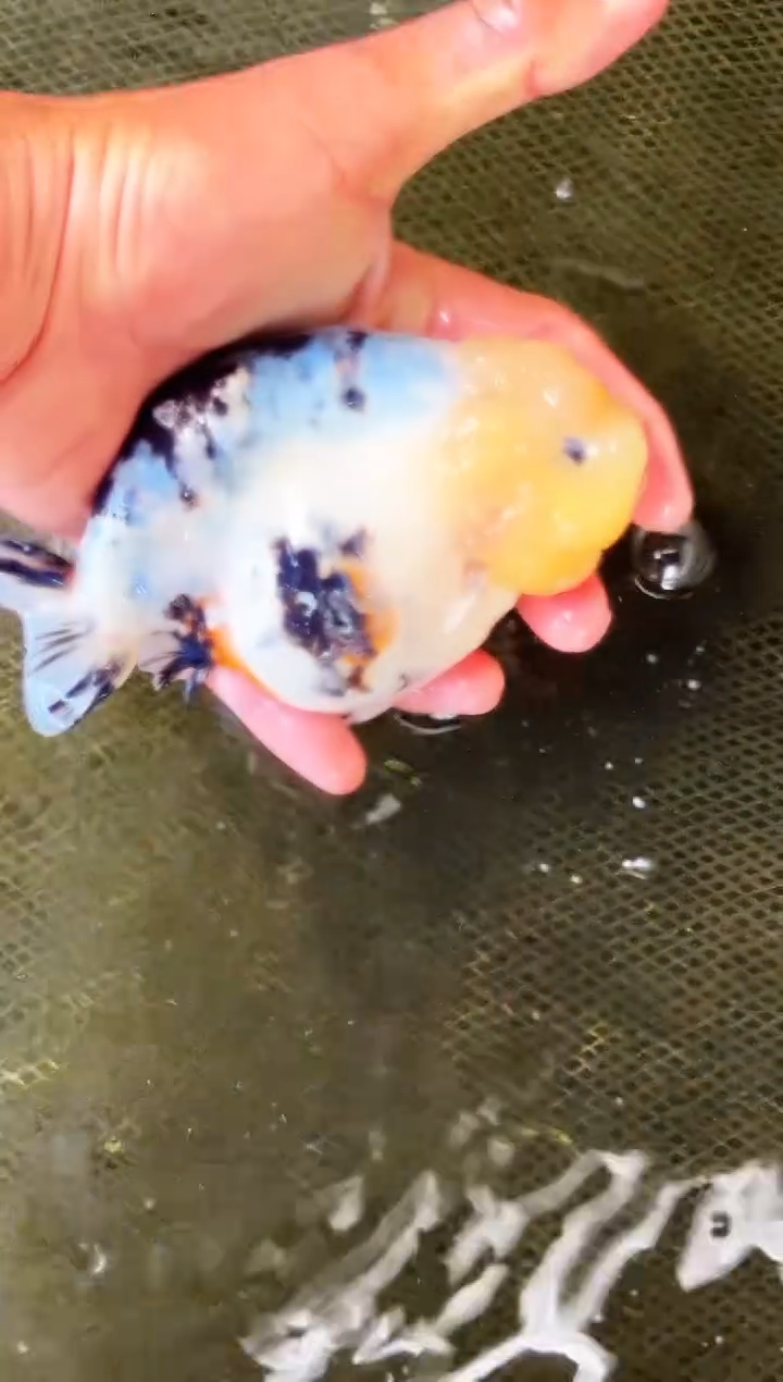 金鱼用****1水娃娃观赏鱼兰寿金鱼 不包邮