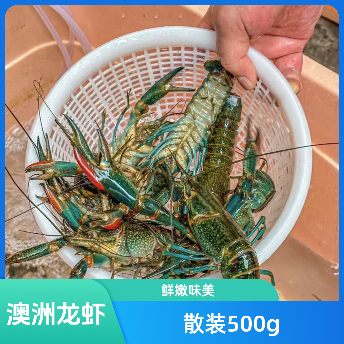 临沧鲜活澳洲淡水龙虾 蓝龙虾500g/份 散装