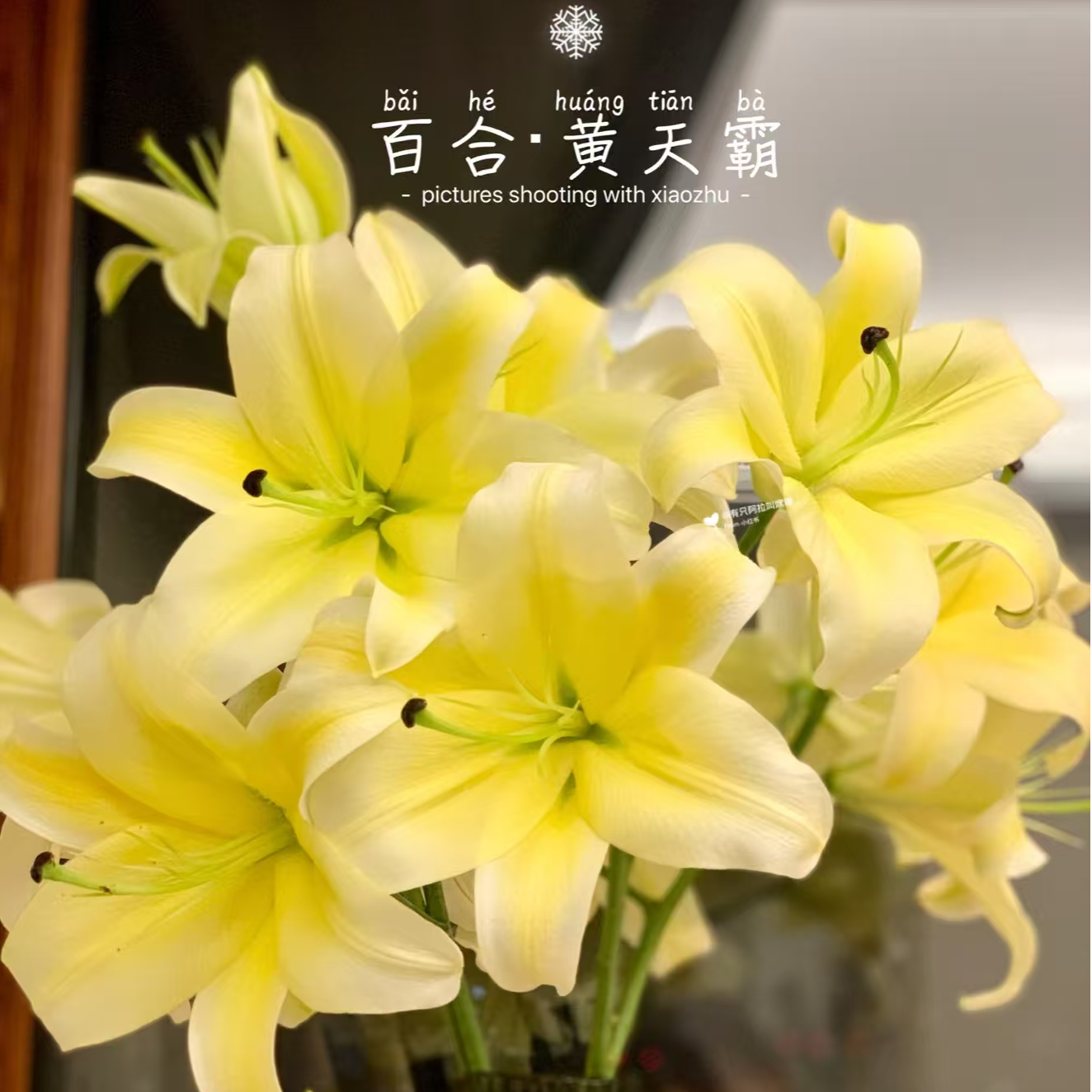 (黄天霸)浓香型香水百合 东北鲜花原产 黑吉辽蒙 顺丰包邮