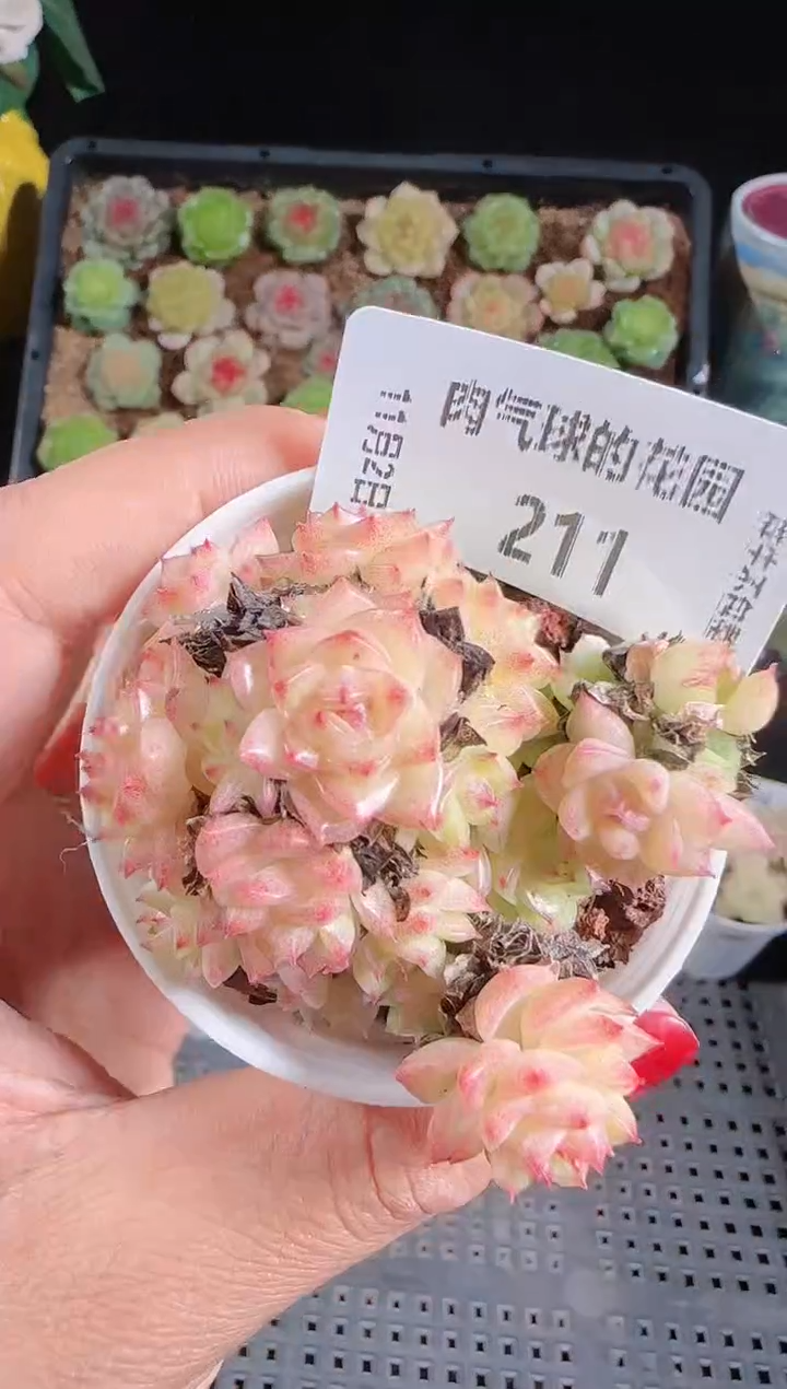 1102-211麦秆群不包整