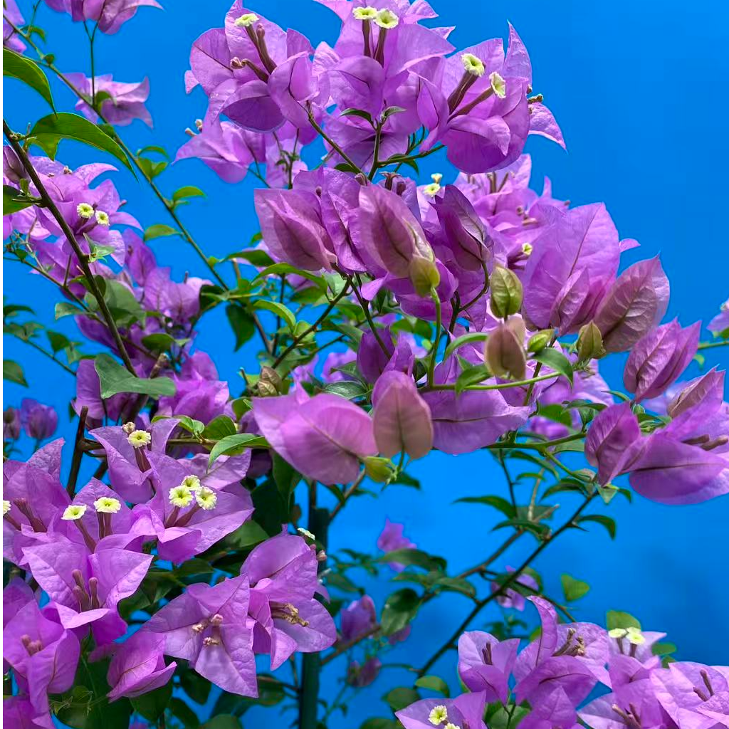 三角梅 巴西紫一物一拍 爬藤植物  喜阳花卉  养护光照土壤浇灌