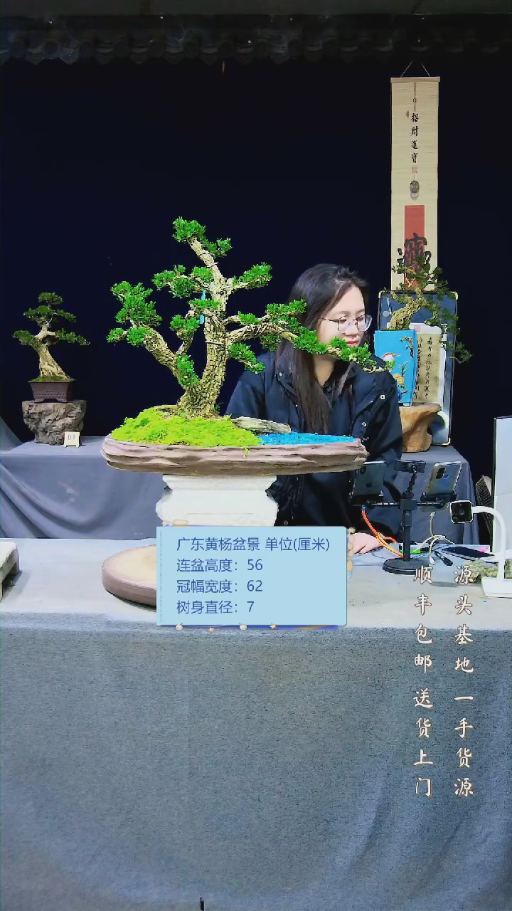 【闪购商品】黄杨盆景黄杨盆景