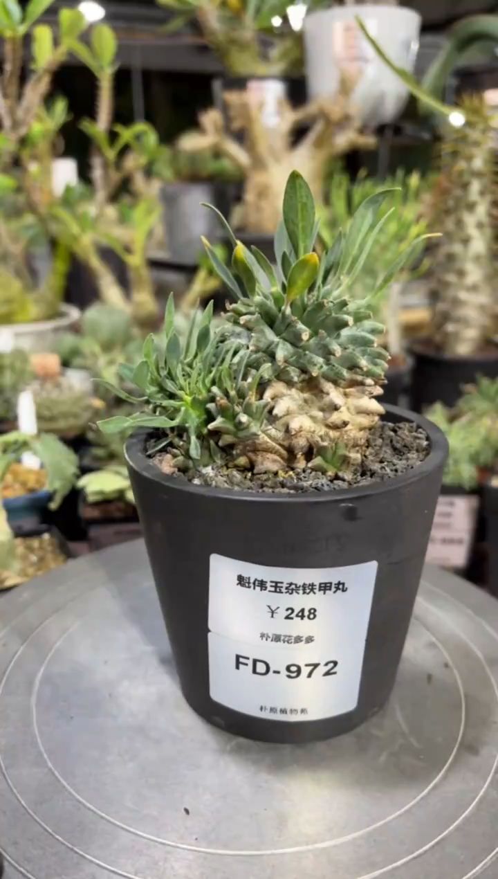 魁伟玉杂铁甲丸FD-972