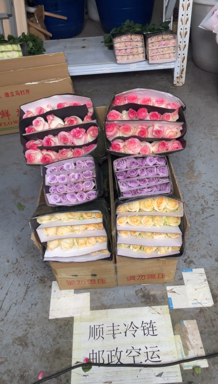 艾沙20枝+香槟20枝+海洋之歌20枝