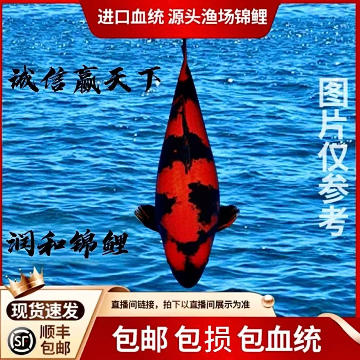 血统锦鲤纯种淡水观赏冷水鱼好养耐活锦鲤