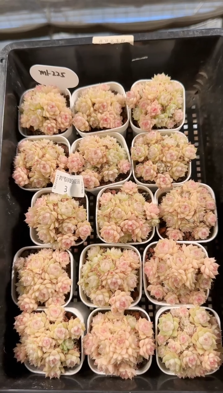  1227-03m1-225多肉量拍任意发一颗群生不包整