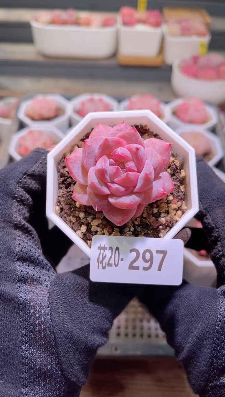 【闪购商品】20-297粉钻