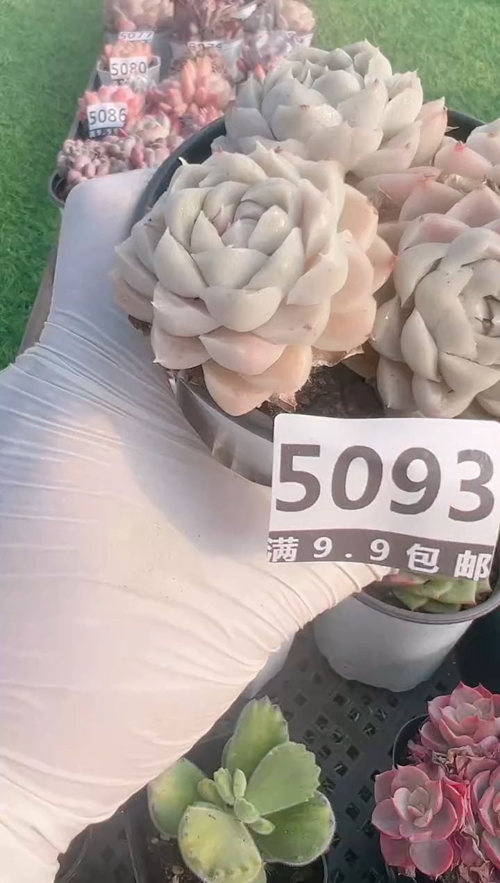 【闪购商品】信福多肉一物一拍