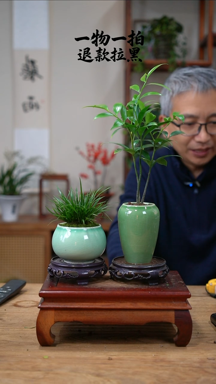 完全开放?*夏竹柏+菖蒲436