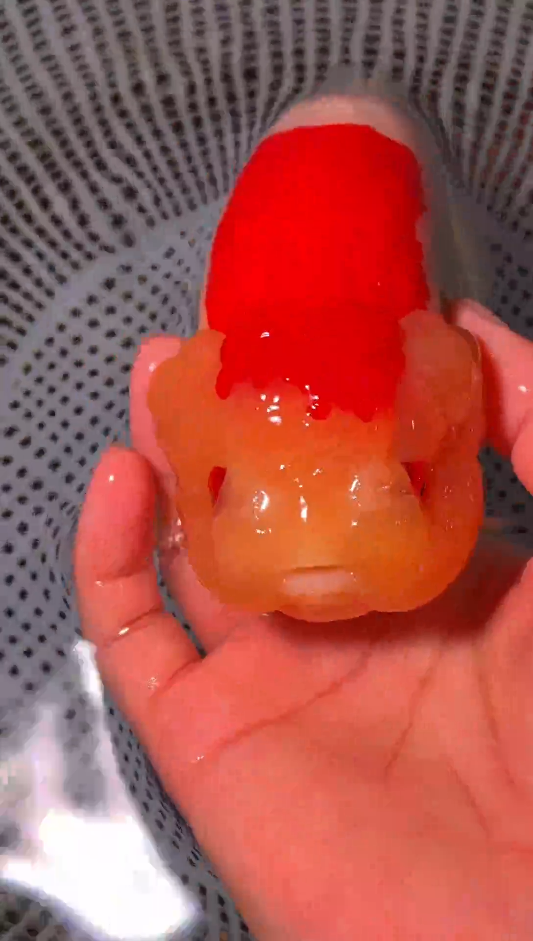 金鱼树****腐（运费到付，马印灯下展示）福州追鱼兰寿金鱼