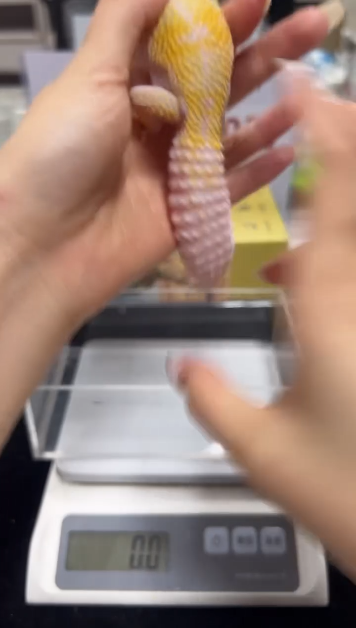 豹纹守宫014豹纹守宫