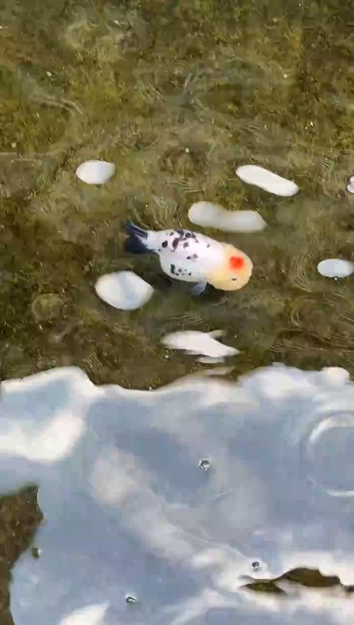 金鱼大**图水娃娃观赏鱼兰寿金鱼  不包邮