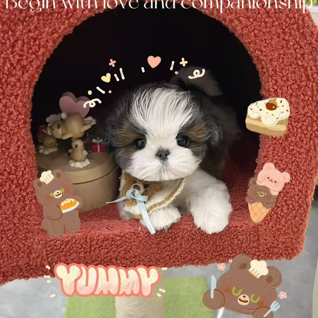 （小超家西施犬）T狗狗活体