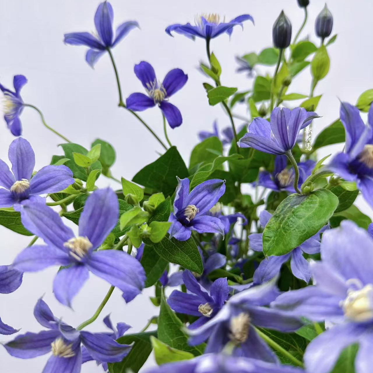 【一单不售后|铁线莲】线条皇后 稀缺小众  鲜切花 