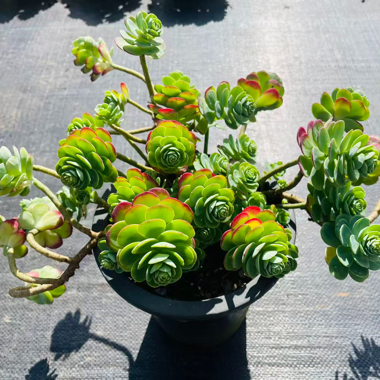 【老桩飘枝薄化妆】脱土 多肉植物  耐寒耐热  室内室外好养 阳台