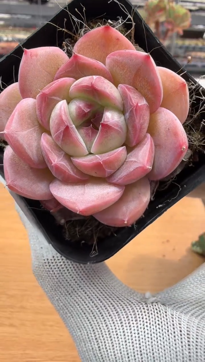 东云多肉园二店-259