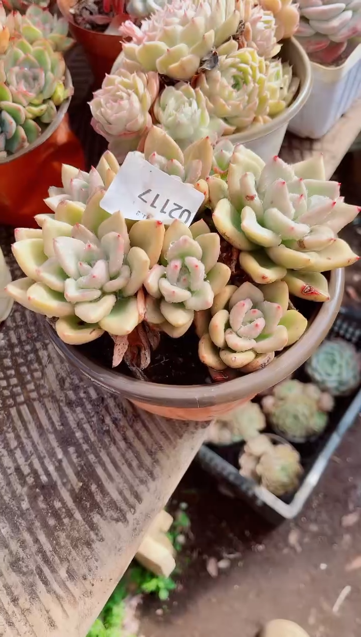 ?****?跃跃精品多肉02117