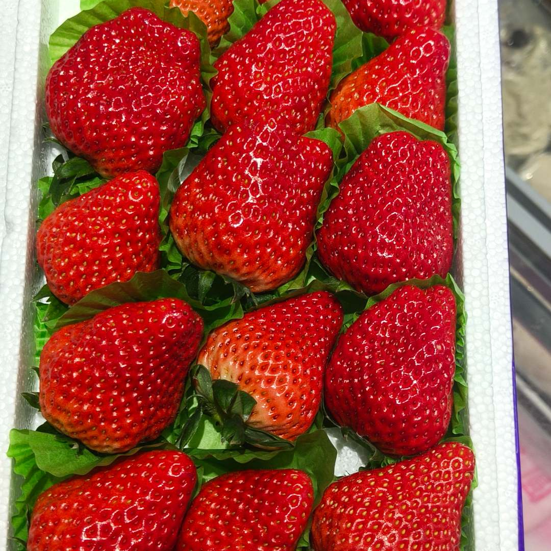 【鲜果速送】九九草莓大果一箱1.3斤左右山东省