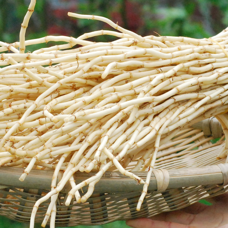【鲜蔬】鱼腥草 约200g/份