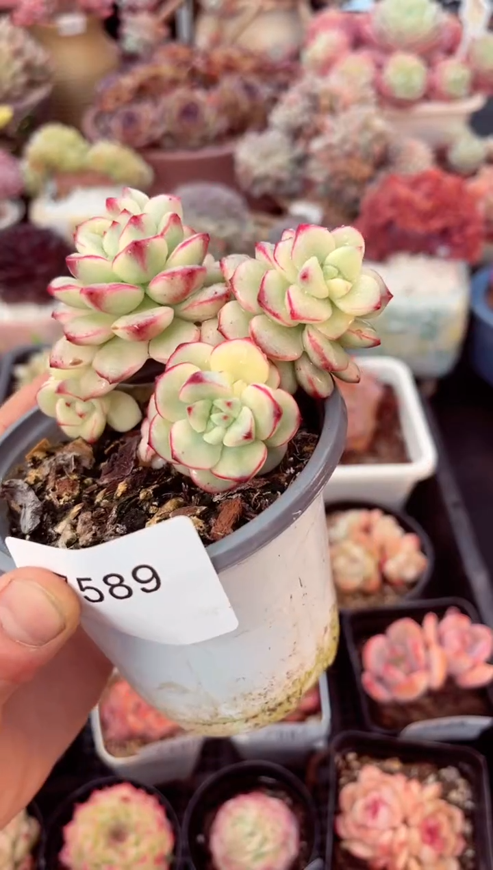 【闪购商品】7589探戈锦多肉