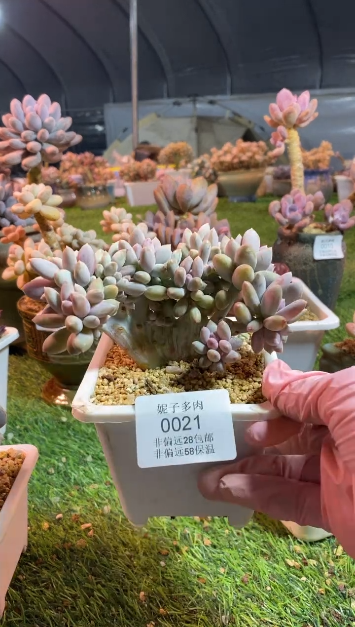 【闪购商品】0021a