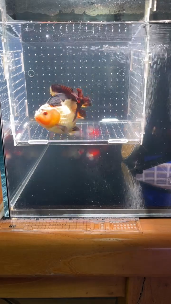 金鱼渔场直销玛丽金鱼