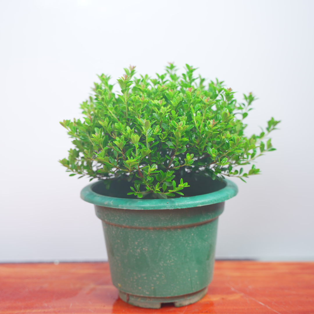 【基地直发】六年苗小叶赤楠圆球造型室内外窗台阳台好养绿植盆栽