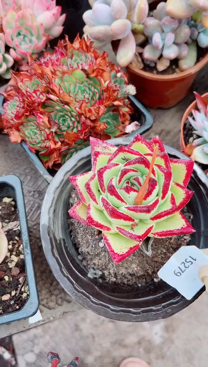 15279多肉植物一物一拍