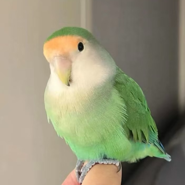 手养 亲人 牡丹鹦鹉 宠物 活体