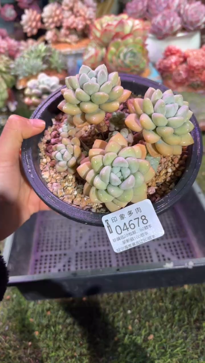 【闪购商品】04678