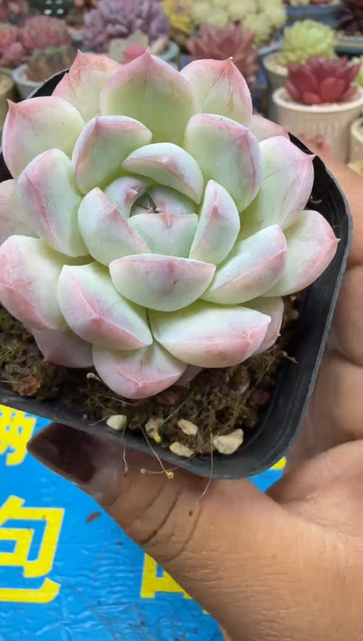 东云多肉园二店-699