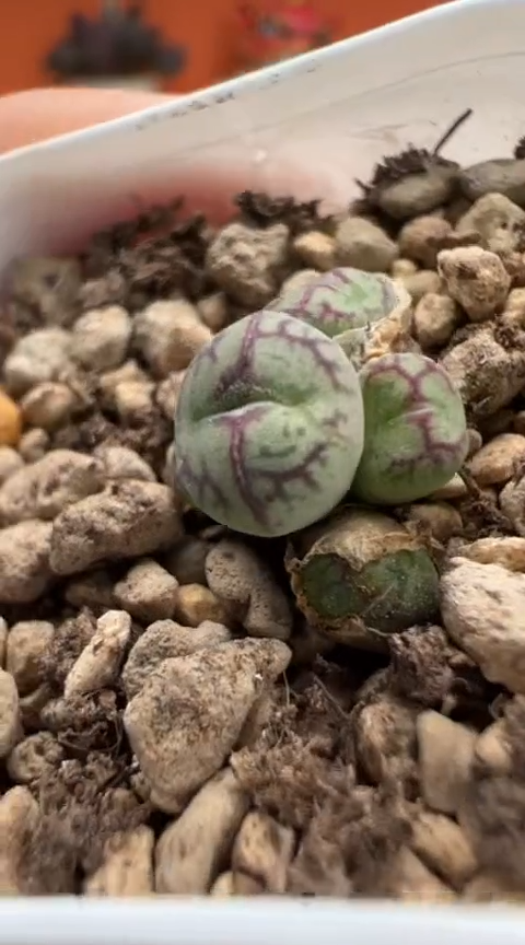 106超级无敌美丽到爆炸的美肉。。。。。。
