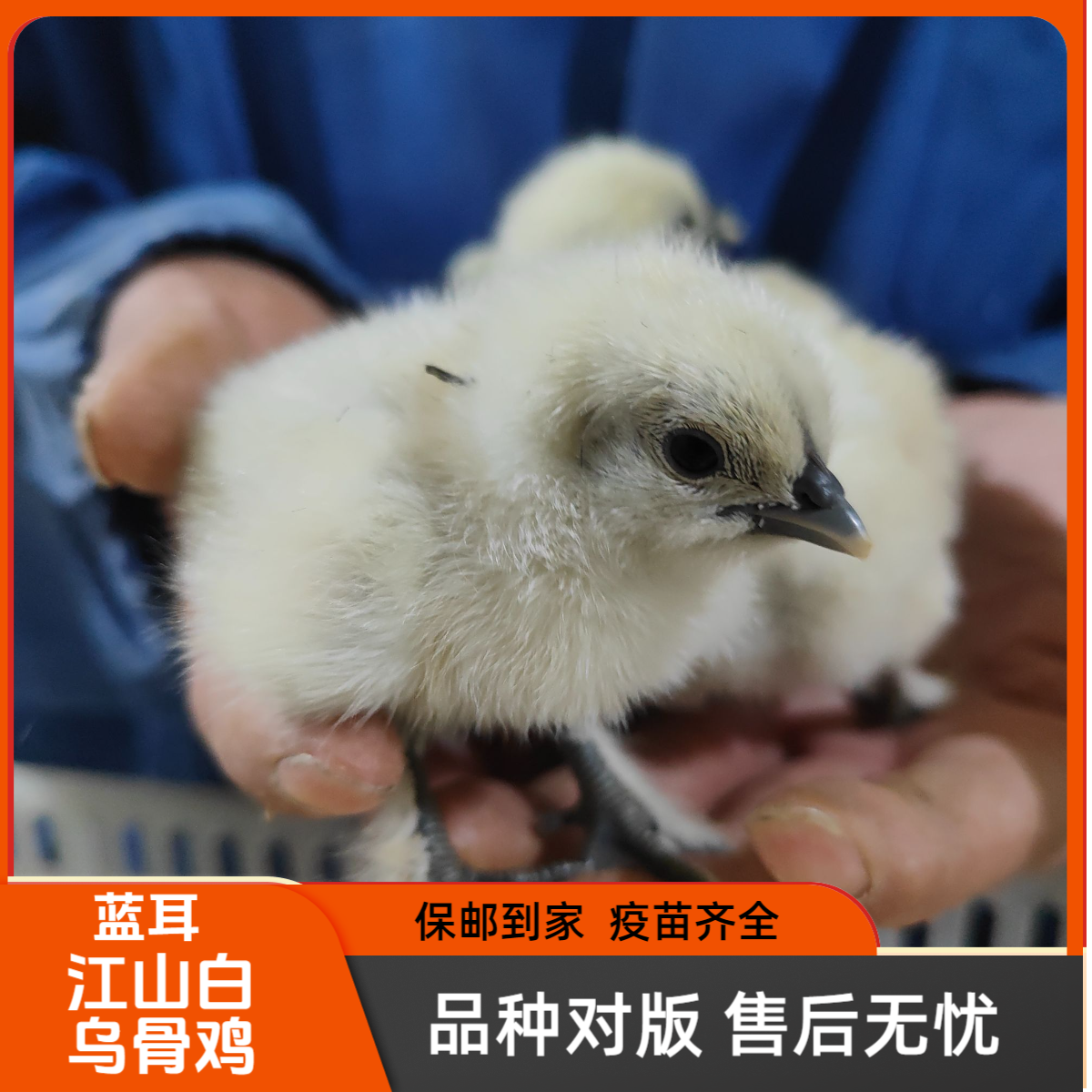 桐桥湾宠物【幼苗江山白蓝耳乌骨鸡苗】包邮包损包活到家疫苗齐全