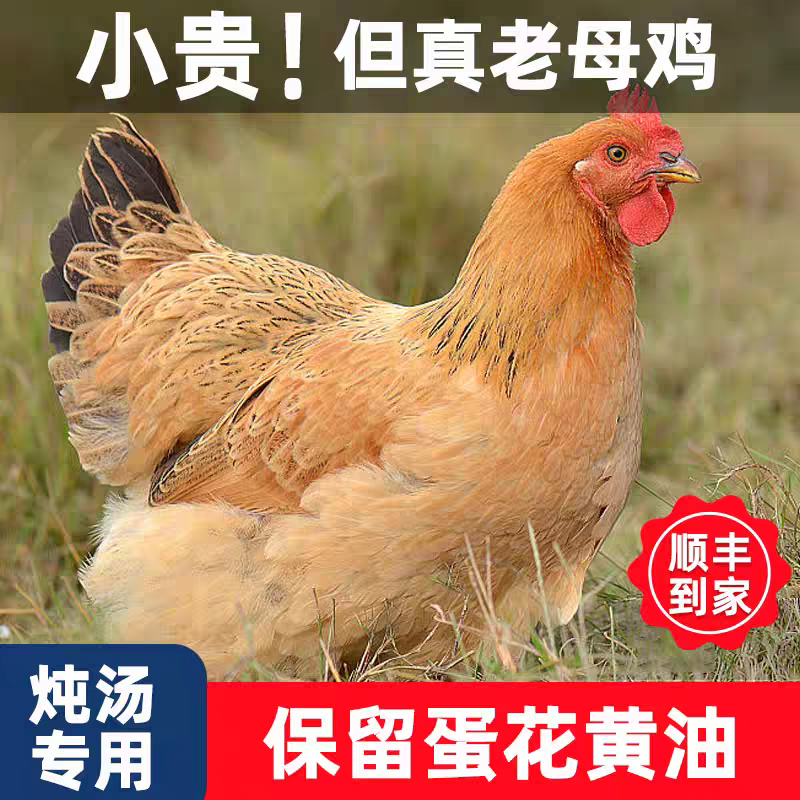 正宗新鲜霍邱黄油老母鸡土鸡现杀土鸡农家整鸡京东包邮