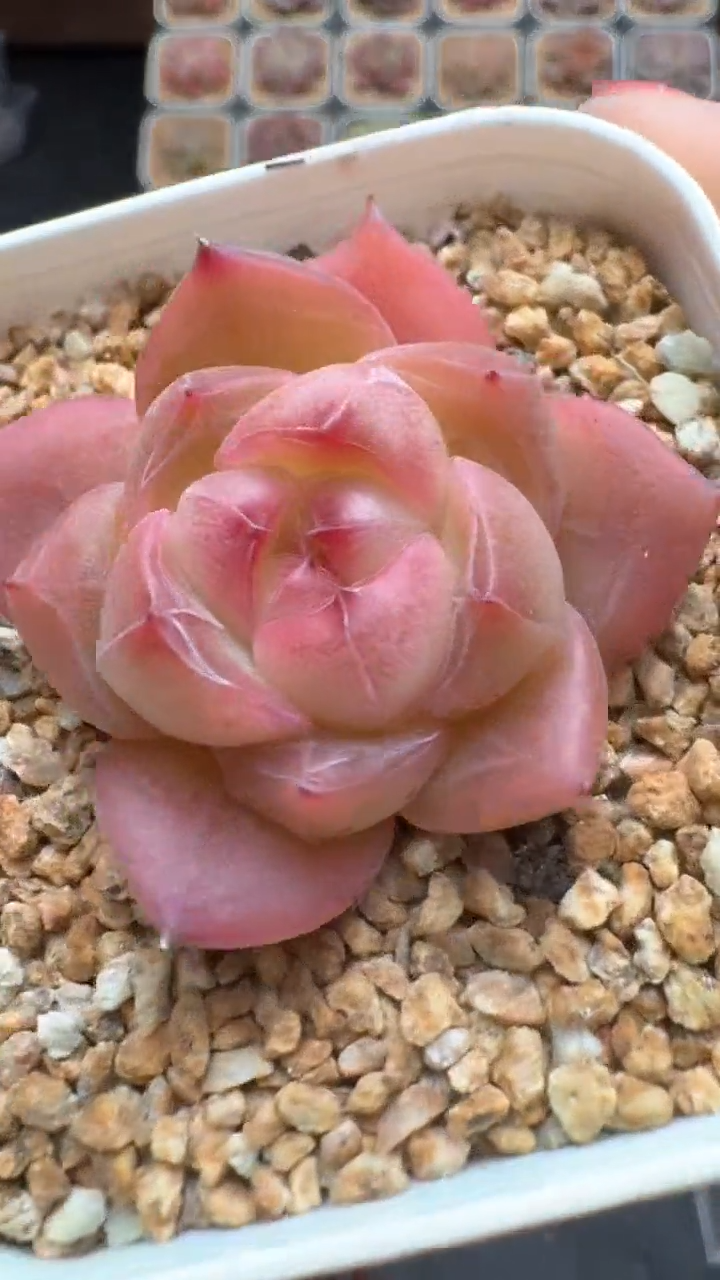 【闪购商品】122号珍妮多肉一物一拍3单包邮