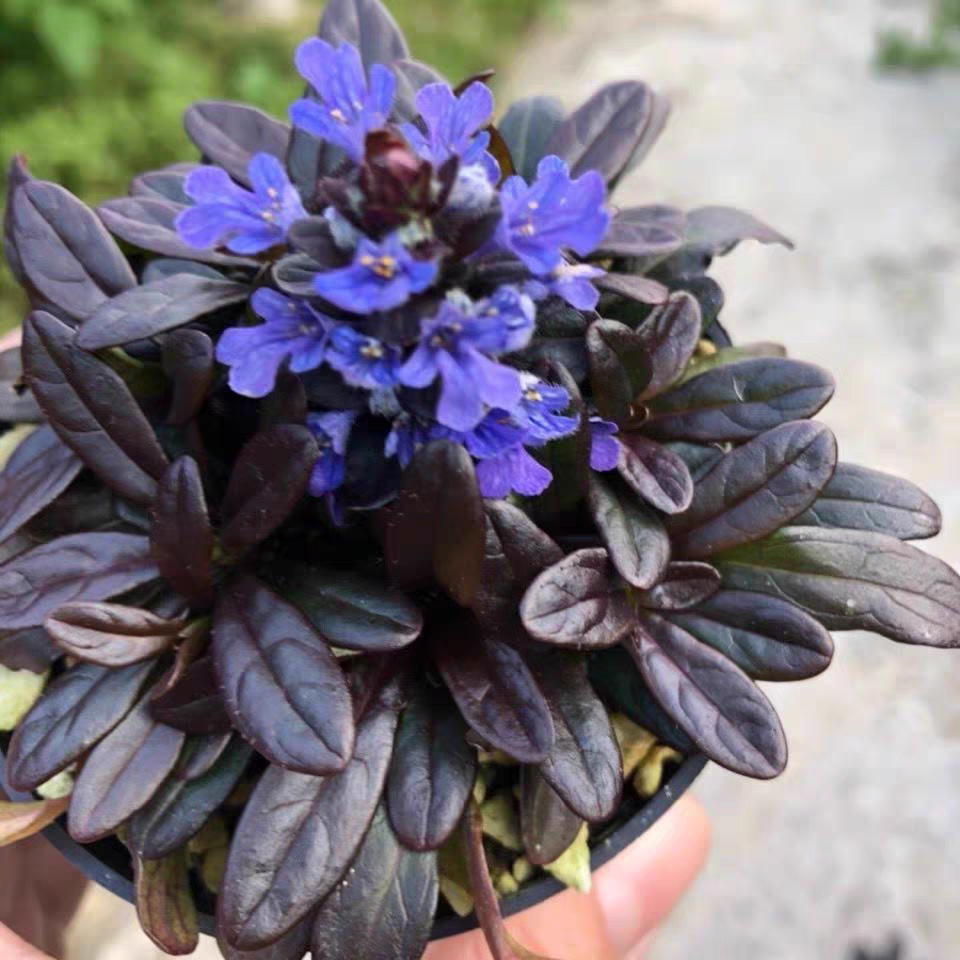 [姬十二单筋骨草] 1加仑大盆 巧克力多年生耐寒四季常青盆栽庭院