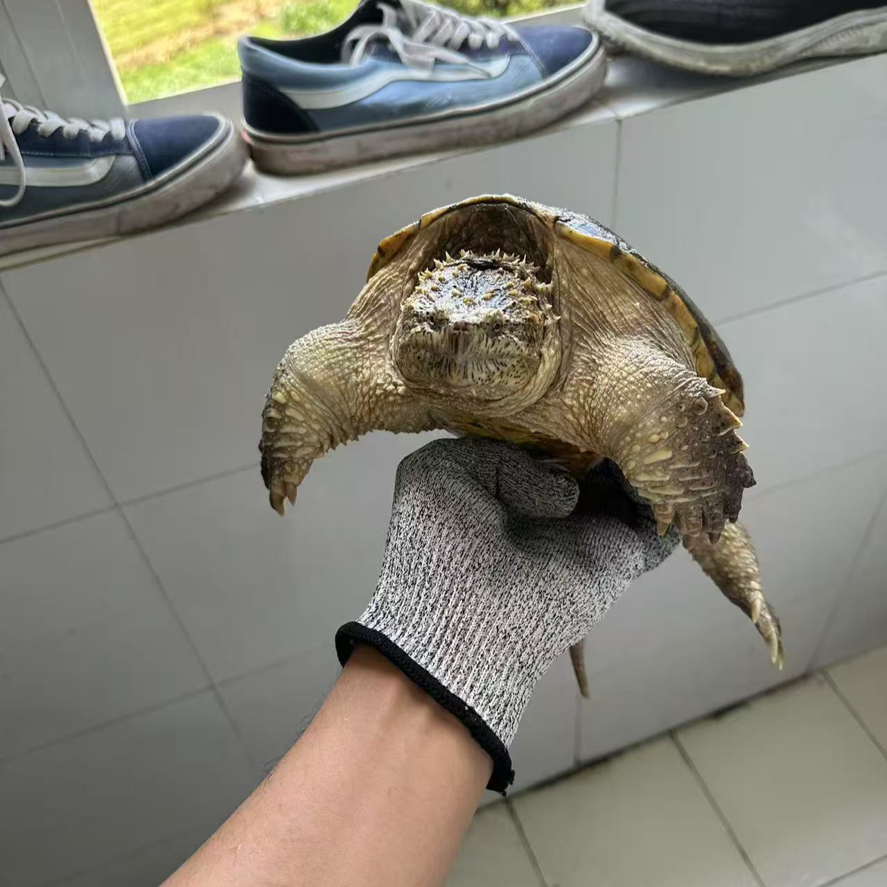 人工养殖观赏龟龟宠物龟1