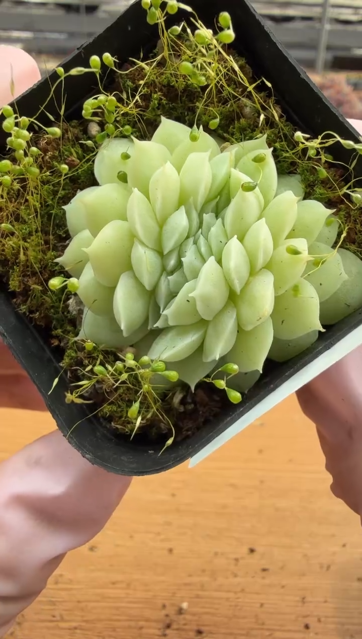 东云多肉园三店-16