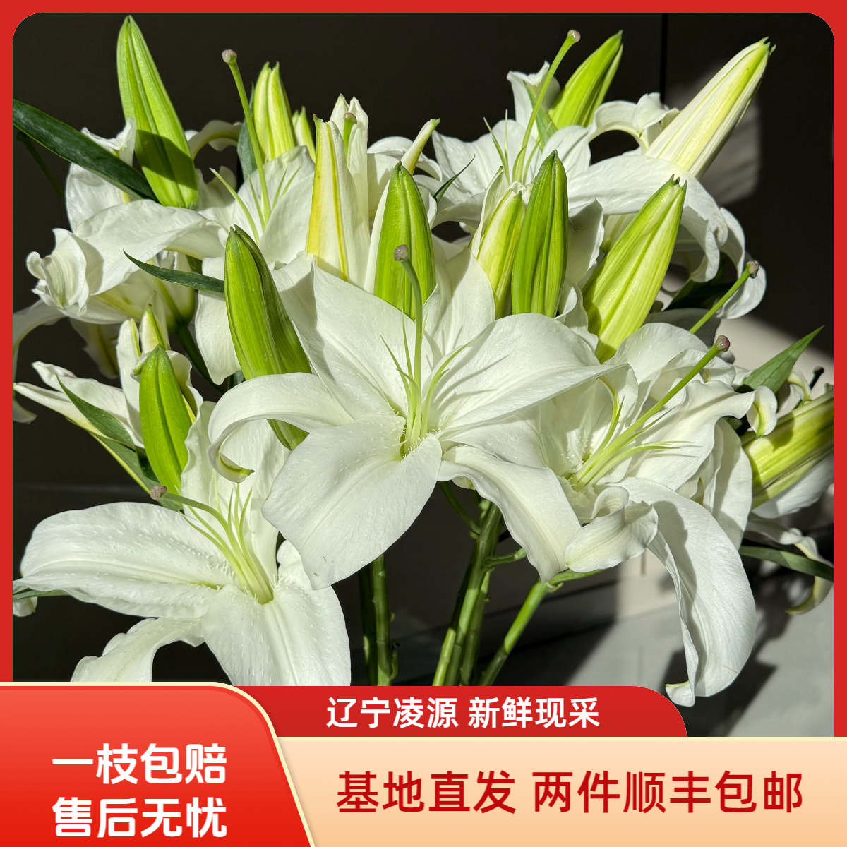 【西柏利亚】 香水百合 （杆条软）