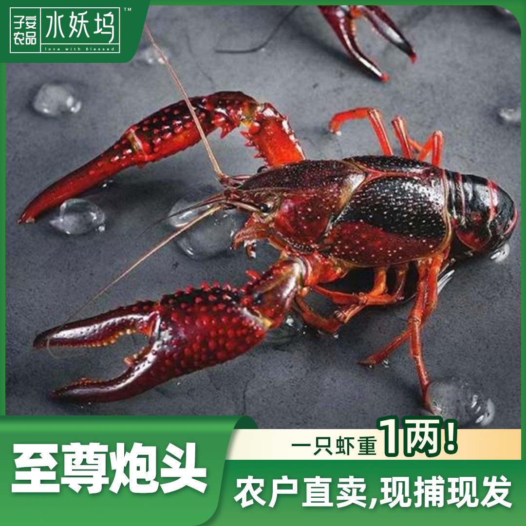 活虾炮头钱大虾清水小龙虾鲜活3斤5斤装农户直卖顺丰包邮产地直发