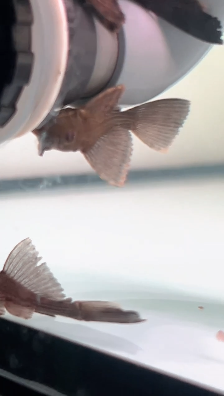 海水鱼巧**匠一只非洲巨网5cm 75元 一只木纹网球虾4cm+ 20元