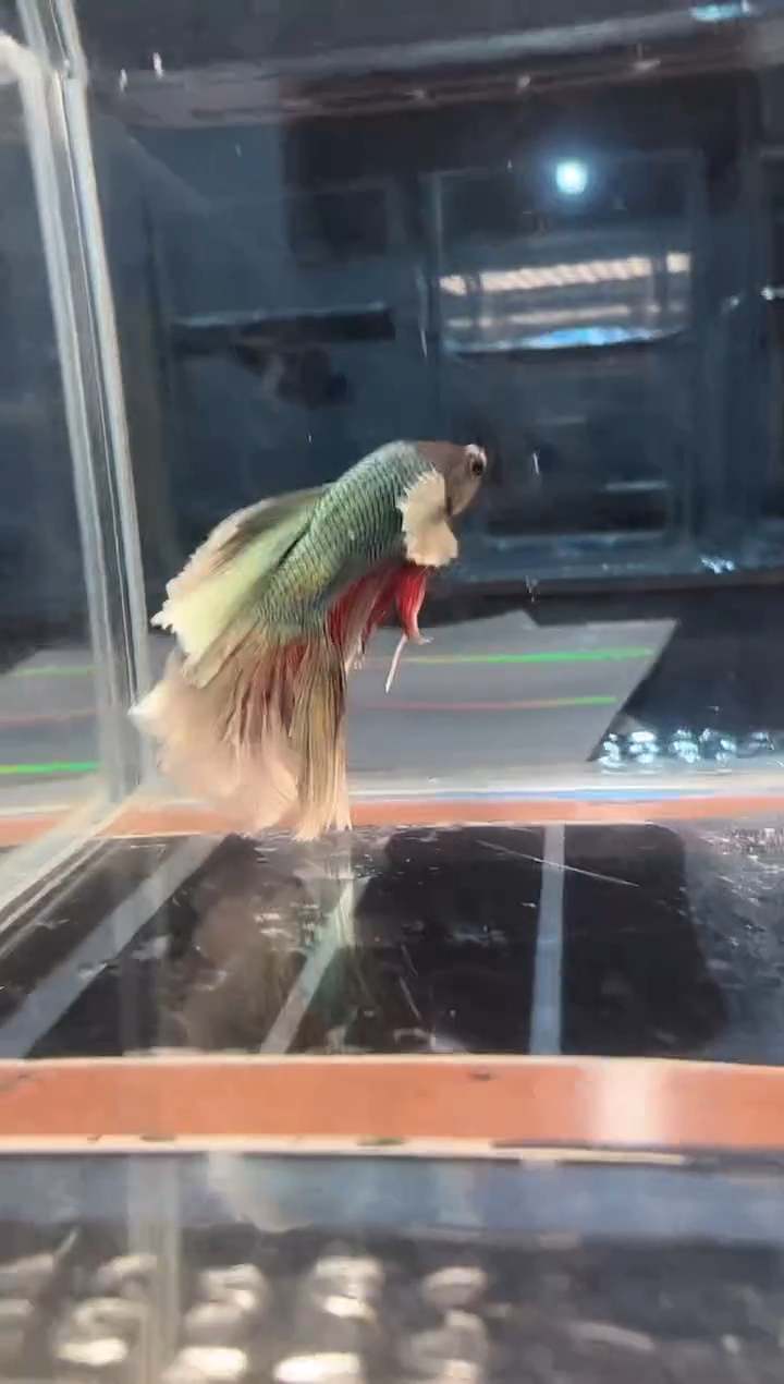 斗鱼斗鱼绣球大耳朵