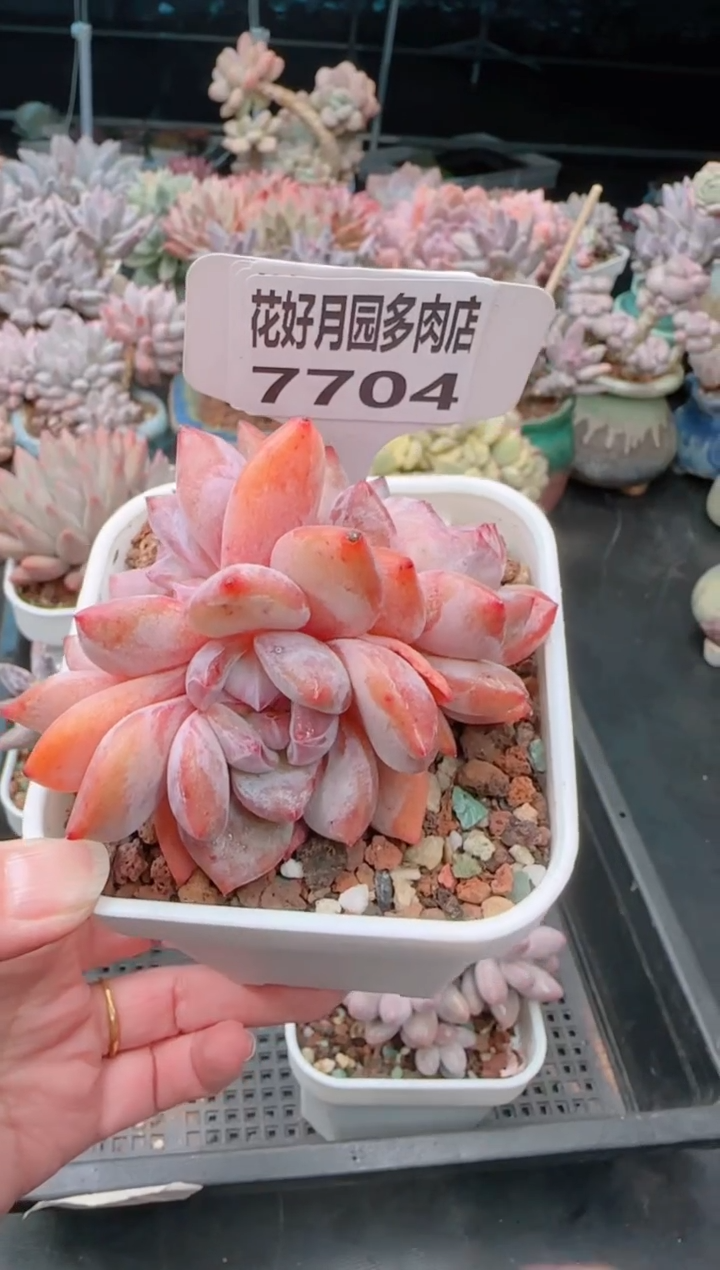 【闪购商品】7704石榴籽