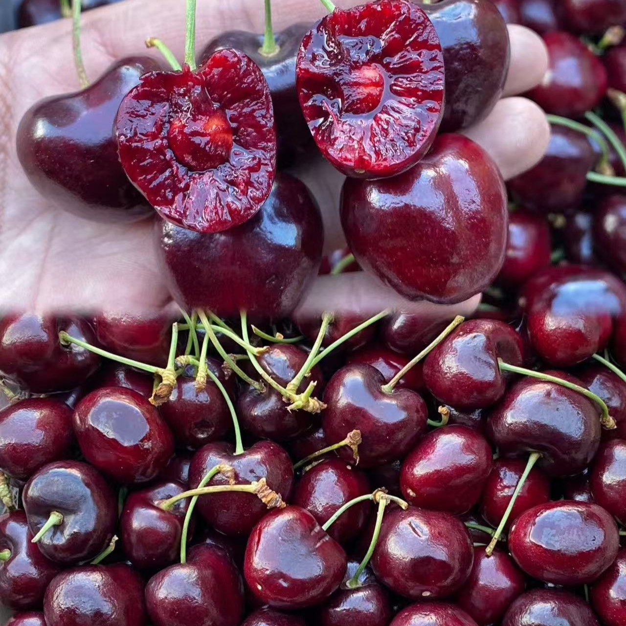 JD一公斤福利)智利海运SKEENA5斤内附果径卡桑提娜樱桃安圭拉