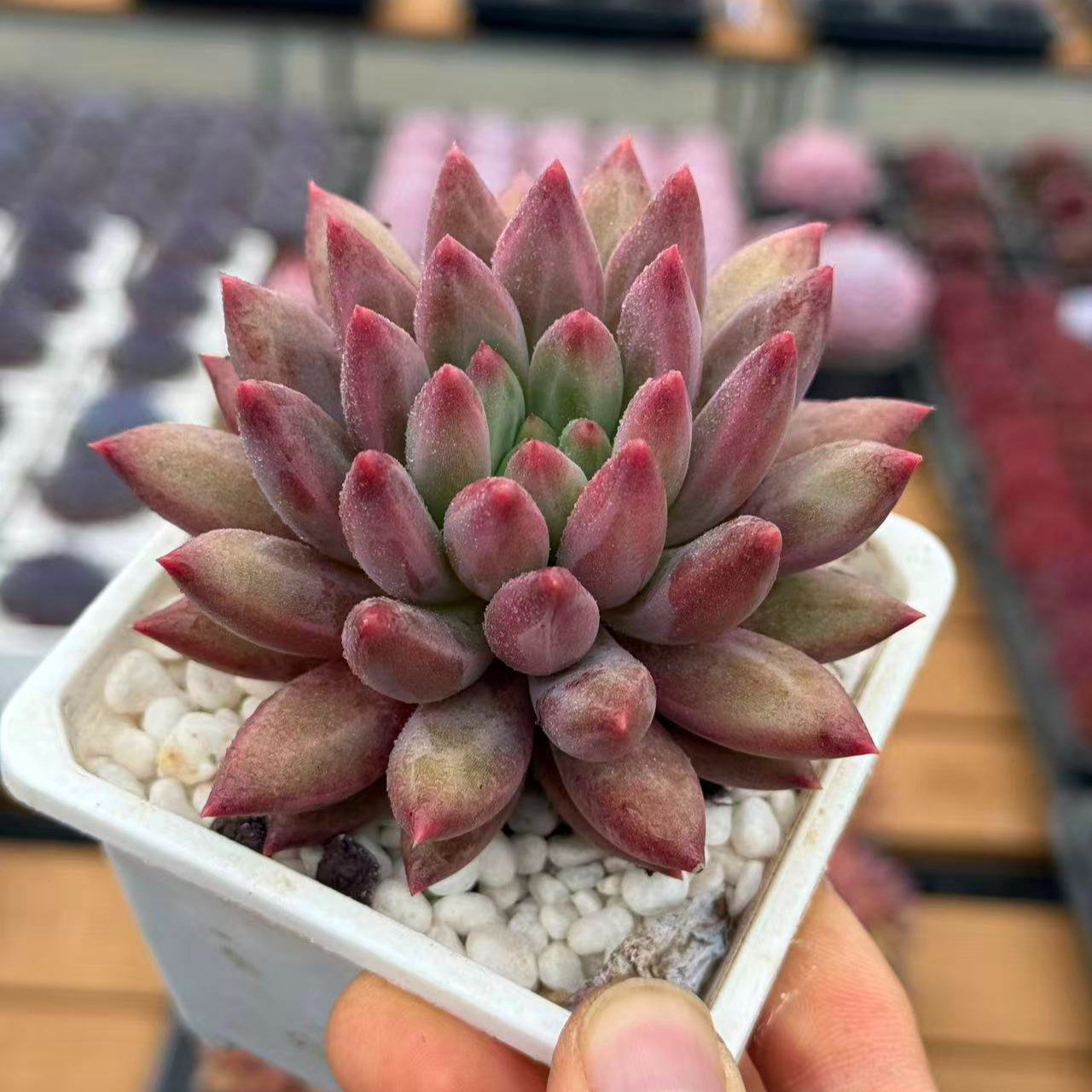 6#虞姬体验版多肉植物  前男友精品多肉 sm0001