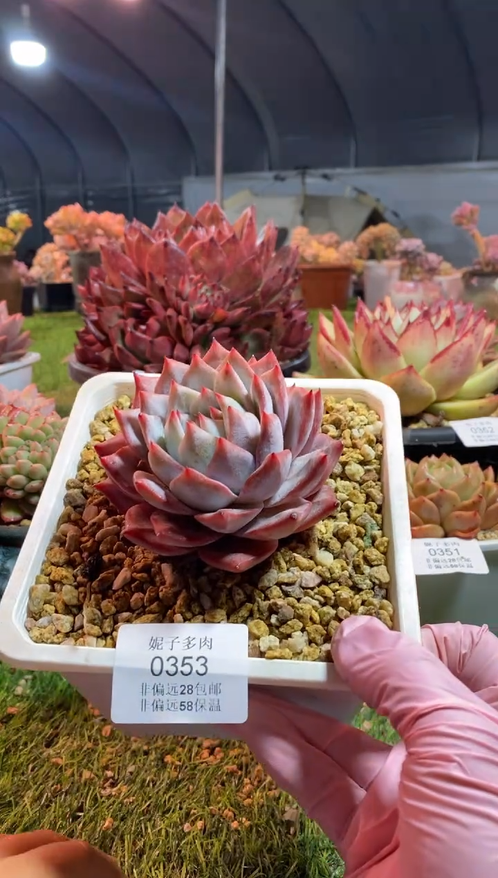 【闪购商品】0353a