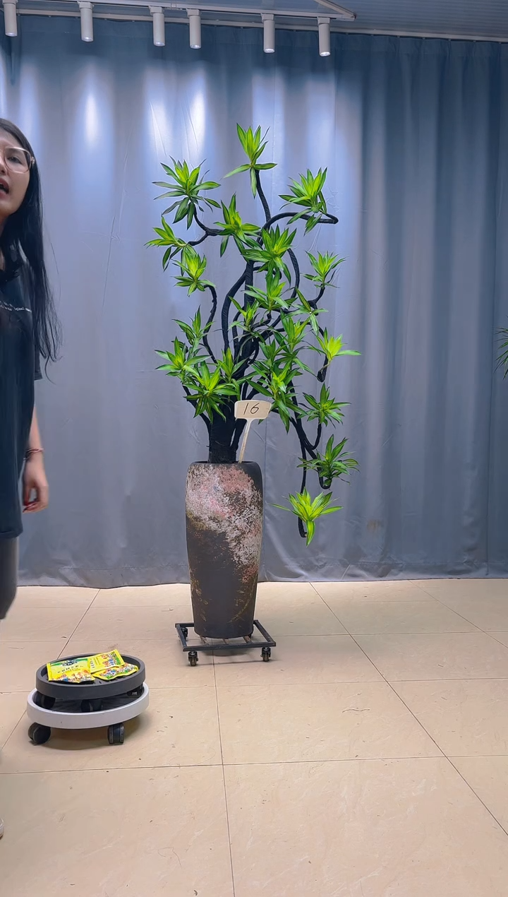 无花朵西***狼百合竹998