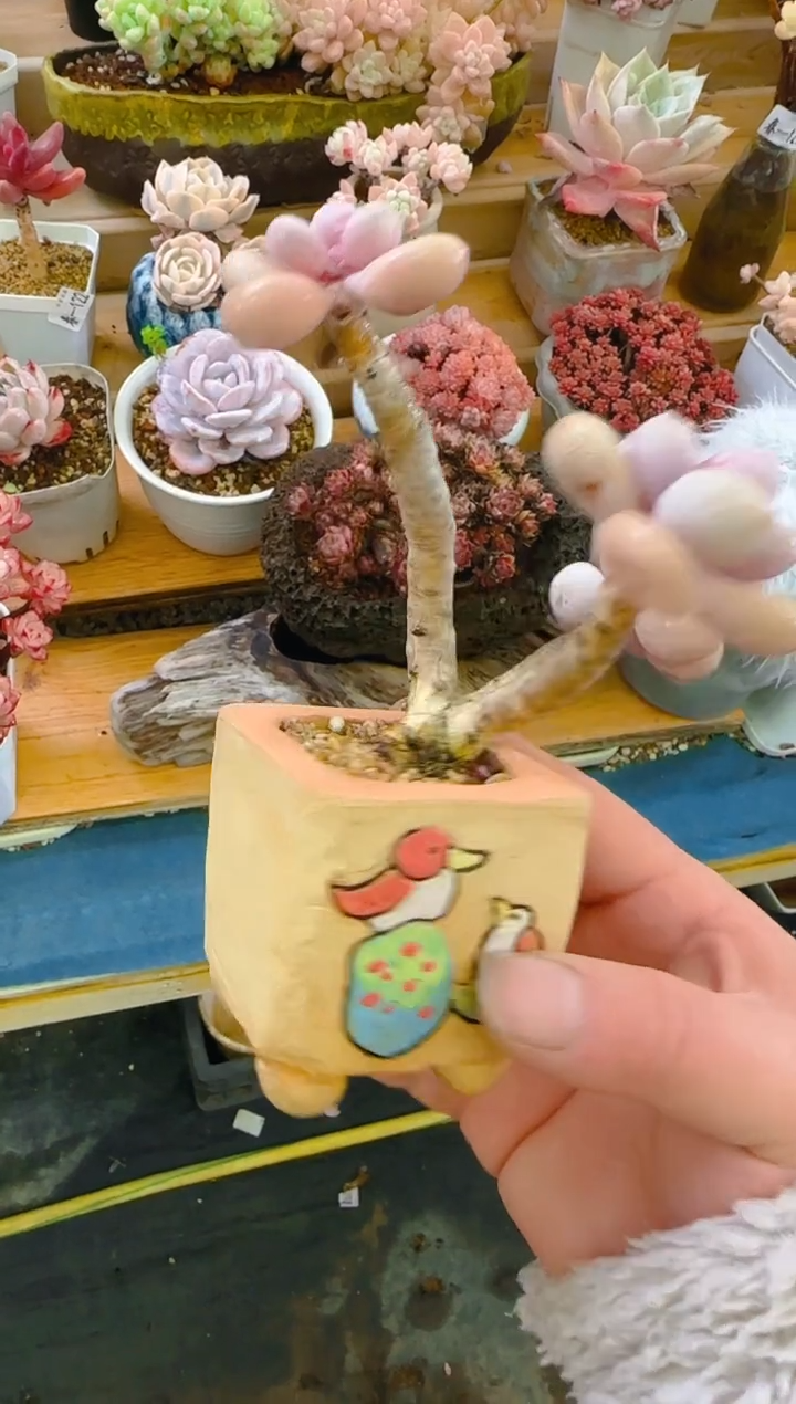 【闪购商品】春—135—仙农（桃蛋）带盆