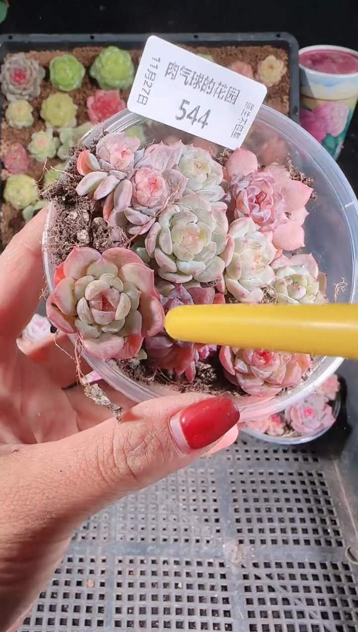 1127-544切糕群生不包整